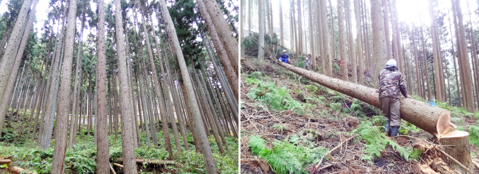 近くの山の木