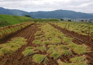 写真：稲刈り