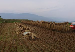 写真：脱穀